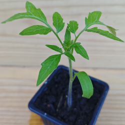 Plant de Tomate Noir de Crimée BIO