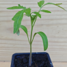 Plant de Tomate Brandywine Joyce BIO