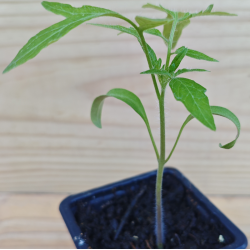 Plant de Tomate Cerise Green Grappe BIO