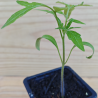 Plant de Tomate Cerise Green Grappe BIO