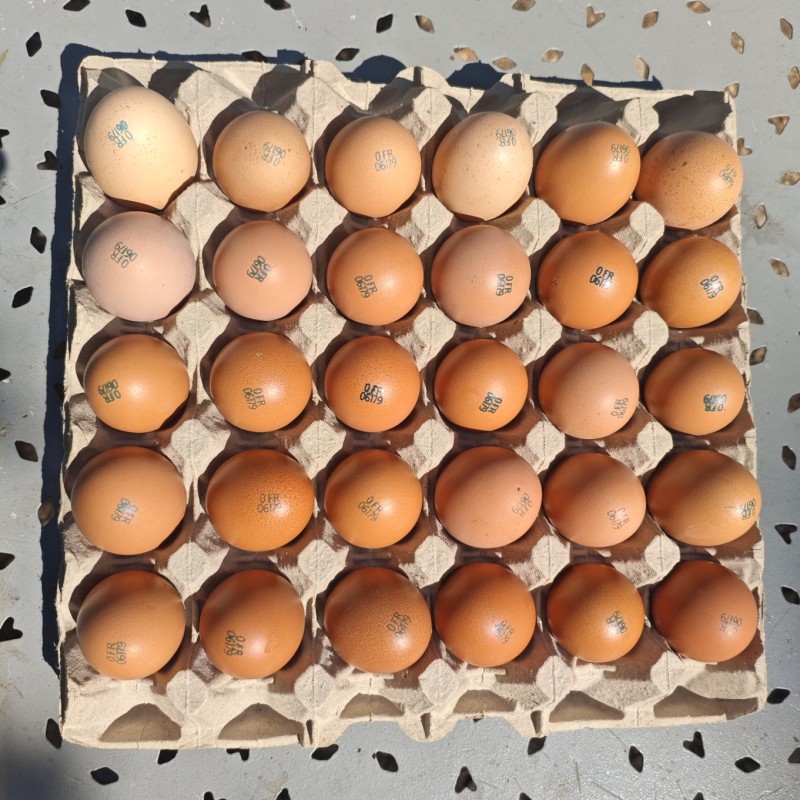 Œufs Bio Extra Frais de Ferme