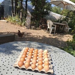 Œufs Bio Extra Frais de Ferme
