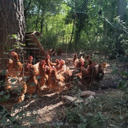 Œufs Bio Extra Frais de Ferme